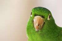 The Lorikeet Landing